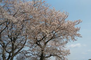 桜の季節のバーベキュー